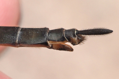 Somatochlora forcipata