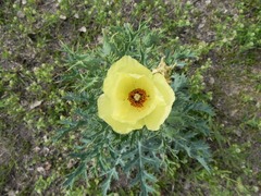 Argemone subfusiformis