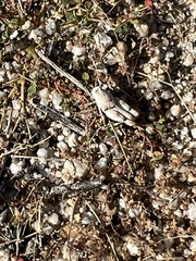 Cibolacris parviceps