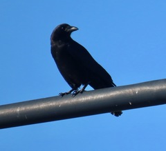 Corvus brachyrhynchos