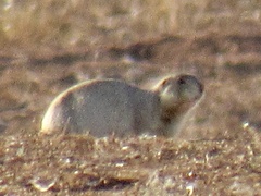 Cynomys gunnisoni