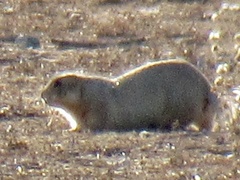 Cynomys gunnisoni