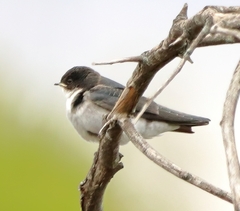 Hirundo albigularis