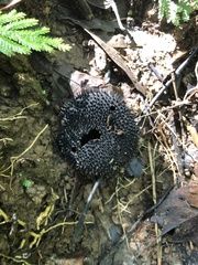 Apeiba tibourbou