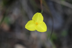 Patersonia umbrosa