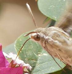 Hyles livornica