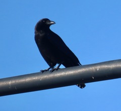 Corvus brachyrhynchos