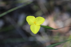 Patersonia umbrosa