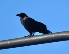 Corvus brachyrhynchos