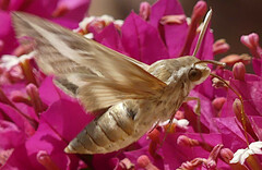 Hyles livornica
