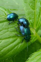 Chrysolina coerulans