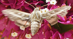 Hyles livornica