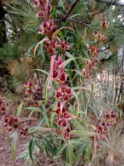 Penstemon gentianoides