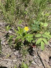 Potentilla simplex