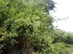 Helinus integrifolius