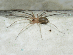 Cithaeron praedonius