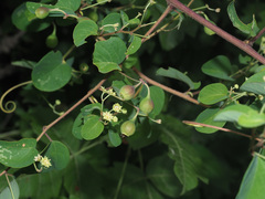 Helinus integrifolius