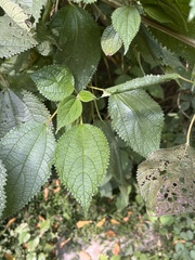Urticaceae