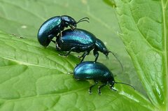 Chrysolina coerulans
