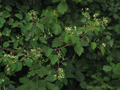 Helinus integrifolius