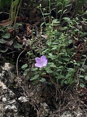 Campanula macrorhiza