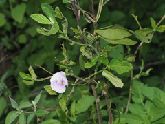 Vigna vexillata