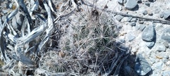 Coryphantha neglecta