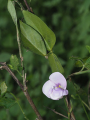 Vigna vexillata