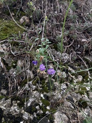 Campanula macrorhiza
