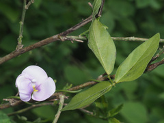 Vigna vexillata