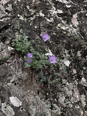 Campanula macrorhiza