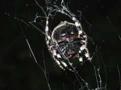 Caerostris corticosa