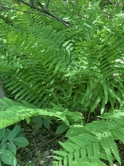 Osmunda claytoniana
