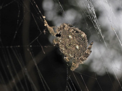 Caerostris corticosa