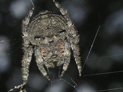 Caerostris corticosa