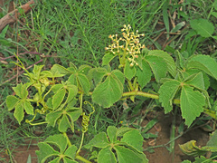 Cyphostemma