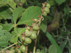 Cyphostemma