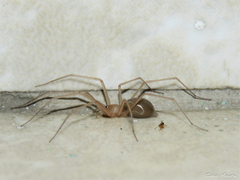 Cithaeron praedonius