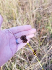 Rhynchospora cephalantha