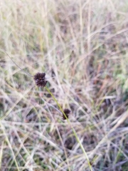 Rhynchospora cephalantha