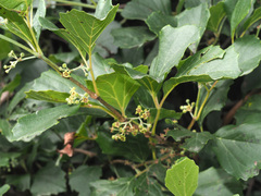 Rhoicissus tridentata