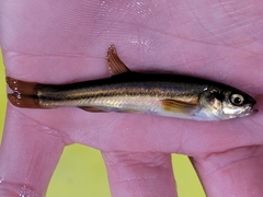 Chrosomus neogaeus