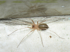 Cithaeron praedonius