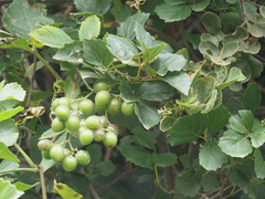 Rhoicissus tridentata