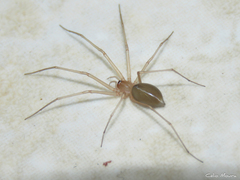 Cithaeron praedonius