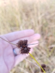 Rhynchospora cephalantha