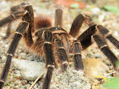Acanthoscurria natalensis