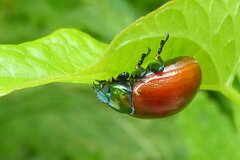 Chrysolina polita