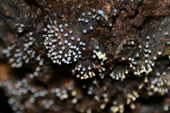 Badhamia utricularis