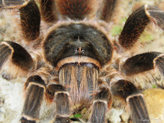 Acanthoscurria natalensis